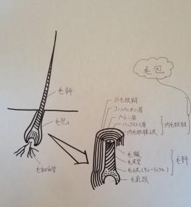o0800086812534835173